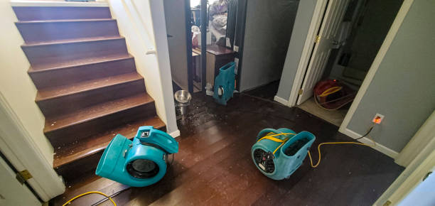 Best Basement water damage restoration  in Alamo, TX