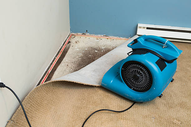 Best Fire Damage Restoration  in Alamo, TX